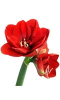 Amaryllis rosso Simbolismo del colore ROSSO 