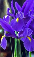 Iris blu Simbolismo del colore BLU 