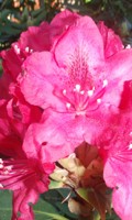 rododendro R come radice 
