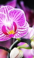 Orchidea viola Simbolismo del colore VIOLA 
