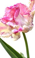 Tulipano rosa Simbolismo del colore ROSA 