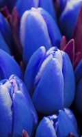 Tulipano blu Simbolismo del colore BLU 
