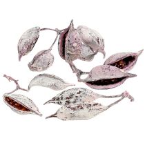 categoria Piante esotiche