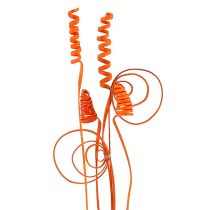 categoria Piante esotiche