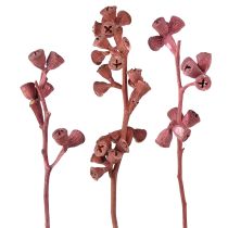 categoria Piante esotiche