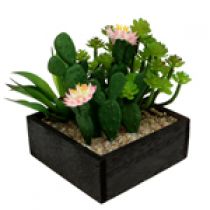 Cactus e succulente