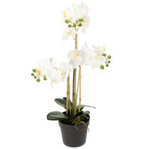 categoria Orchidee