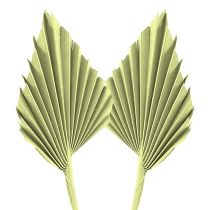 categoria Piante esotiche