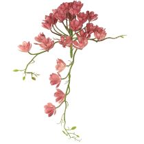 categoria Cactus e succulente