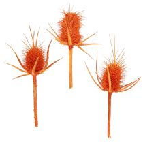 categoria Rami, steli e fogli