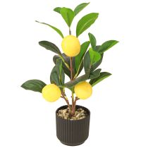 categoria Frutta decorativa