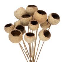 categoria Piante esotiche