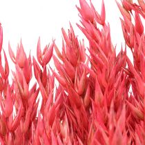 Fiori Secchi, Avena Cereali Secchi Deco Rosa 65cm 160g