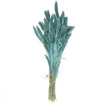Prodotto Fiori secchi, Setaria Pumila, miglio blu 65 cm 200 g