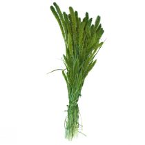 Prodotto Fiori secchi, Setaria Pumila, miglio setoloso verde 75cm 170g