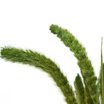 Prodotto Fiori secchi, Setaria Pumila, setola di miglio verde 75cm 170g