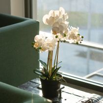 Prodotto Orchidea artificiale in vaso per un'atmosfera armoniosa, bianca, 60 cm