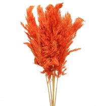 Erba di pampa deco floristica secca arancione essiccata 72 cm 6 pezzi