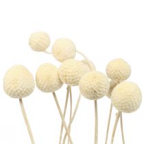 Prodotto Fiori secchi Craspedia essiccati, bacchette sbiancate 60 cm 10 pz