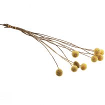 Prodotto Fiori secchi di Craspedia, gialli, 70 cm, decorativi, 10 pezzi