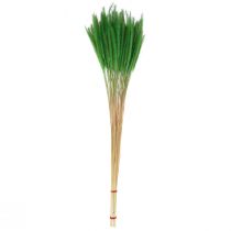 Prodotto Miglio con setole verdi Setaria viridis erba secca 52 cm 28 g