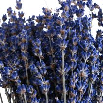 Prodotto Lavanda essiccata Mazzo di fiori secchi Blu 25cm 75g