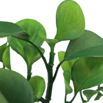 Prodotto Pianta verde artificiale succulenta verde artificiale H14cm