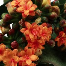 Prodotto Flaming Käthchen Kalanchoe artificiale arancione 24 cm