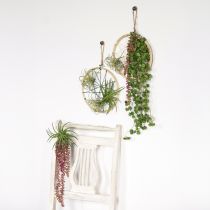 Prodotto Sedum &#39;Rubin&#39; pianta pensile – succulenta decorativa e facile da curare, 43 cm, 3 pezzi.