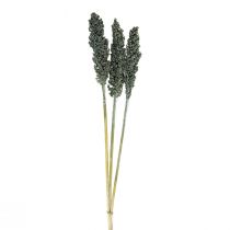 Prodotto Fiori secchi sorgo miglio fiori secchi blu-verdi 72cm 3pz