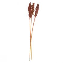 Fiori Secchi Sorgo Miglio Arancio Fiori Secchi 70cm 3pz