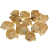 Gusci di lumaca Deco Lumaca di mare Marrone Bianco 3,5-5cm 250g