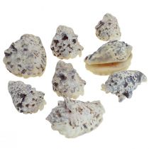 Gusci di lumaca deco lumache di mare naturali 5,5-7,5 cm 250 g