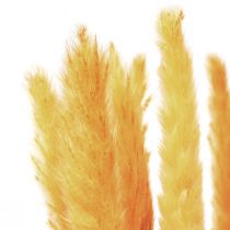 Prodotto Decorazione erba di pampa, erba di pampa essiccata gialla 74 cm 10 pezzi
