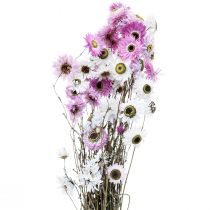 Prodotto Fiori secchi Fiori di paglia bianchi rosa 40-45 cm 30 g