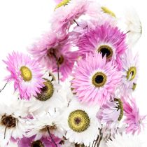 Prodotto Fiori secchi Fiori di paglia bianchi rosa 40-45 cm 30 g