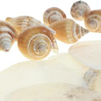 Prodotto Capiz cozze conchiglia decorazione marina marrone bianco 600g