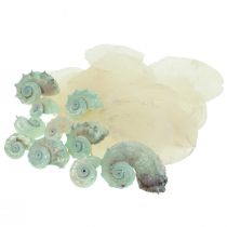 Capiz Guscio di madreperla Fette di madreperla Guscio di lumaca di mare Verde 2–9cm 650g