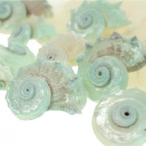 Prodotto Capiz conchiglia di madreperla fette di madreperla conchiglia di lumaca di mare verde 2–9 cm 650 g