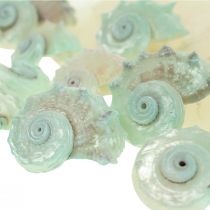 Capiz Guscio di madreperla Fette di madreperla Guscio di lumaca di mare Verde 2–9cm 650g