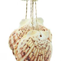 Conchiglie decorative da appendere marittime Campanella a vento marittima 74 cm