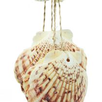 Prodotto Conchiglie decorative da appendere marittime Campanella a vento marittima 74 cm