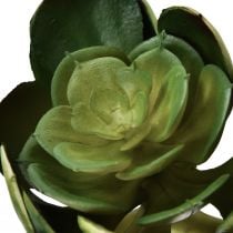 Prodotto Succulente artificiale Echeveria pianta artificiale verde Ø7cm