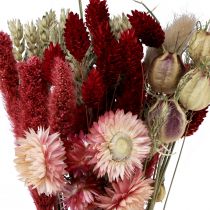 Prodotto Mazzo di fiori secchi fiori di paglia Phalaris rosso 30 cm