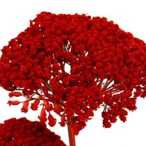 Achillea 1kg rosso papavero