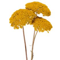 Prodotto Achillea Natur Gelb Fiori secchi di Achillea Gialli 1kg