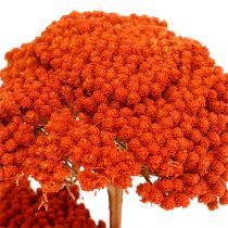Achillea 1kg arancia
