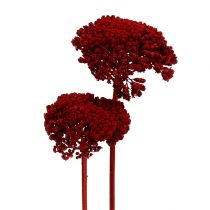 Prodotto Achillea 1kg vino rosso