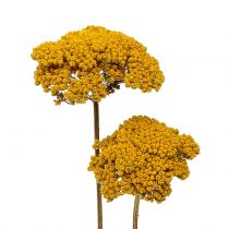 Prodotto Achillea 500g naturale