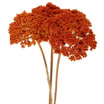 Prodotto Achillea Orange fiori secchi, achillea, 45-60 cm, 1 kg